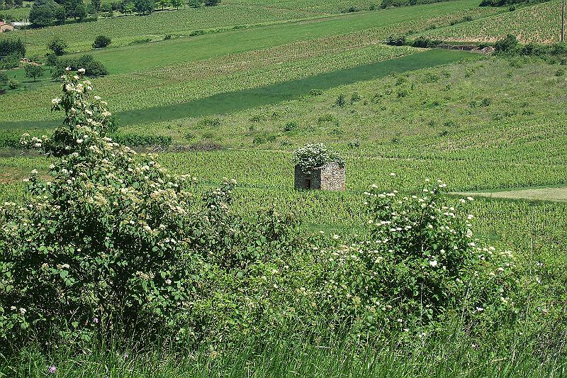 2010-06- (146).JPG